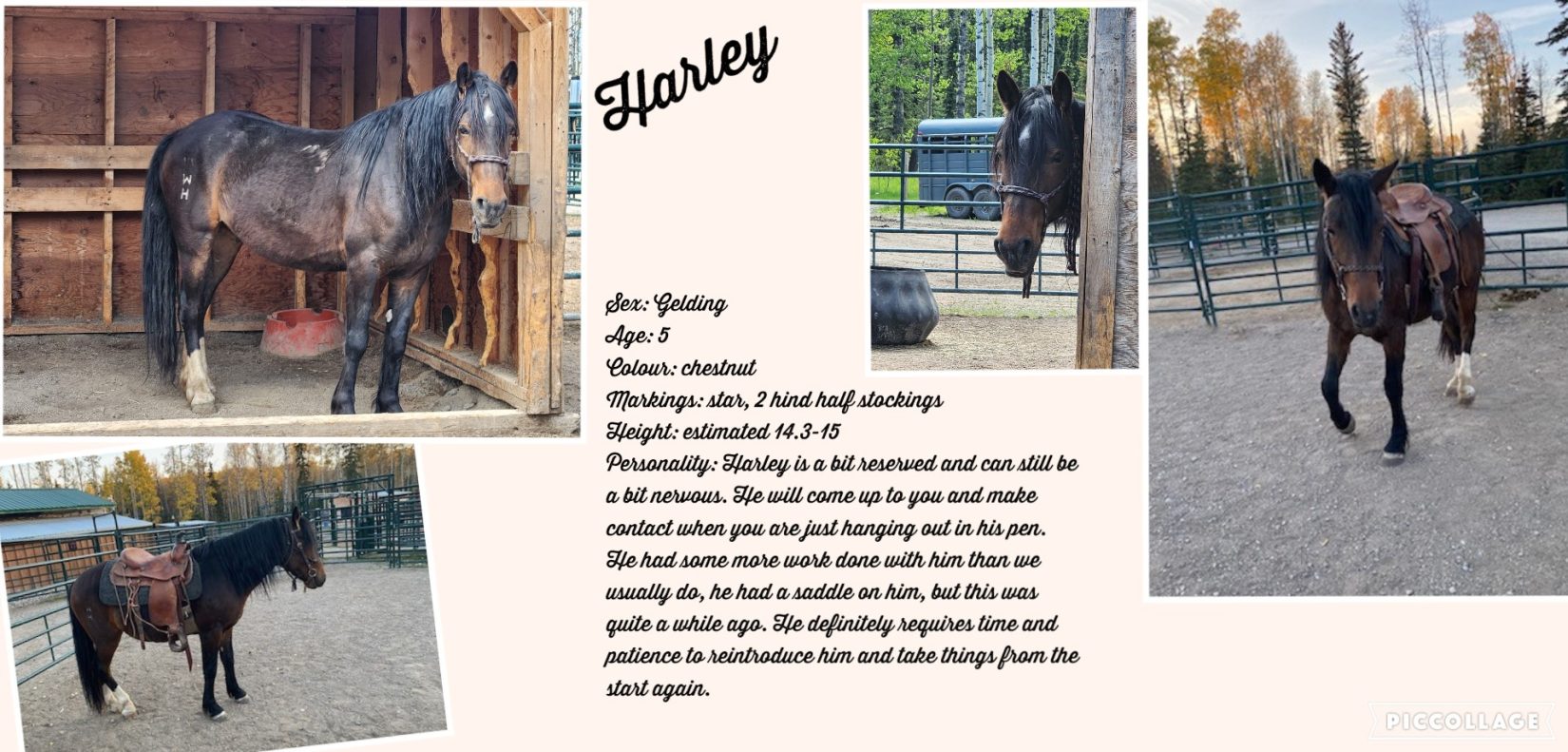 Horses for Adoption - The Wild Horses of Alberta Society